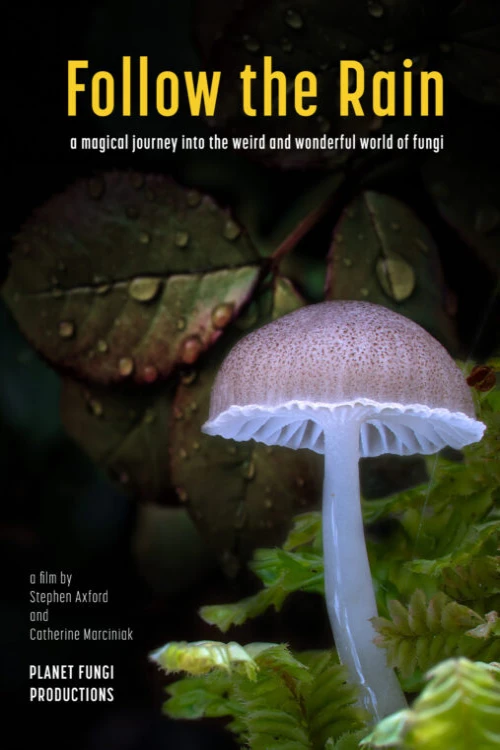 دانلود فیلم Follow the Rain