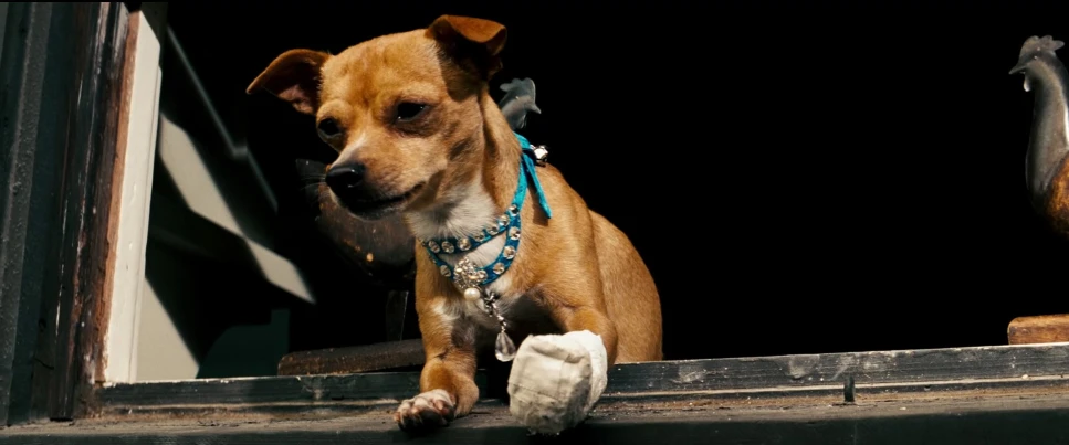 Chester the Chihuahua