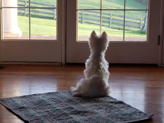 Bernadette Caulfield